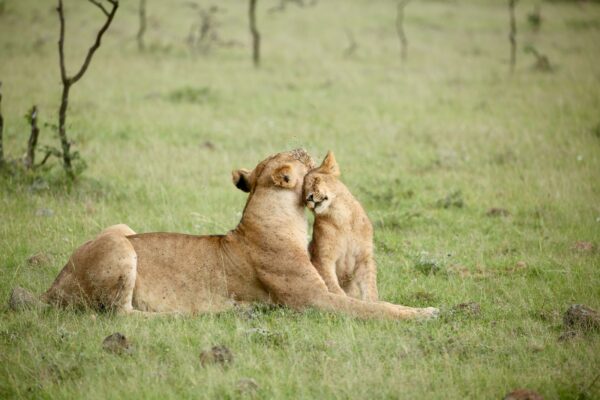 On a Kenya Safari: A lioness and lion cub.