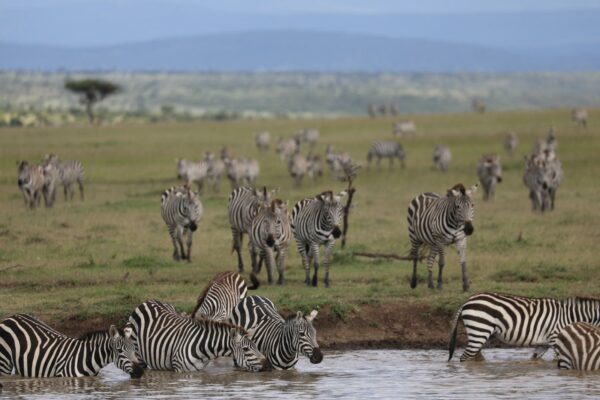 On a Kenya Safari: Zebra