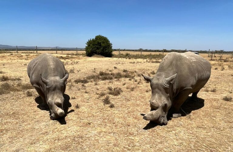 Planning Your Visit to the Ol Pejeta Conservancy - Travel Beyond