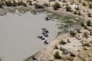 Aerial view of elephants in the Okavango Delta, Botswana