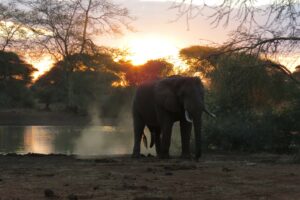 An elephant in the sunset in Zimbabwe.