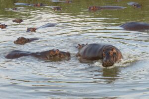 Hippos in the water in Zimbabwe.