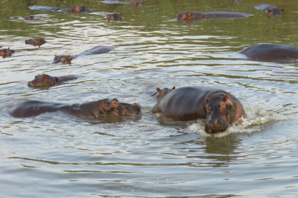 Hippos in the water in Zimbabwe.