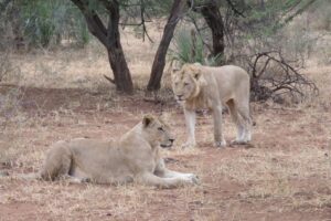 Lions in Zimbabwe.