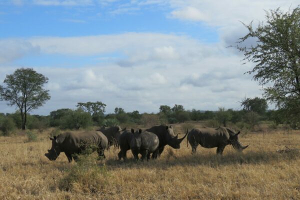 A rhino family in Zimbabwe.