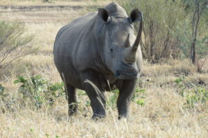 A rhino in Zimbabwe.