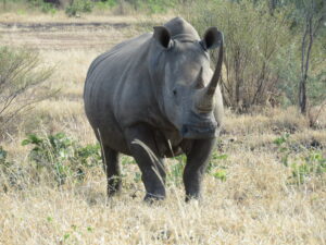 A rhino in Zimbabwe.