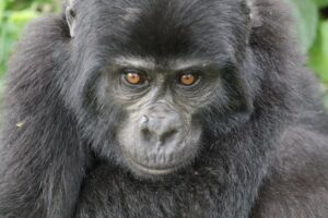 A gorilla in Uganda