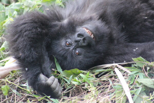 A gorilla in Volcanoes National Park, Rwanda.