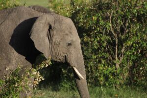 An elephant in Kenya's Masai Mara.