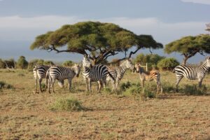 Zebra in Kenya's Masai Mara.