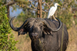 A buffalo in Akagera National Park