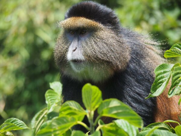 A golden monkey in Rwanda