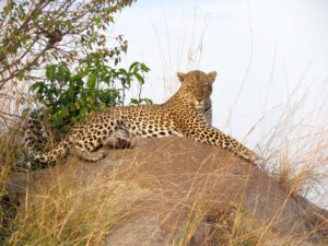 A leopard in Serengeti National Park, Tanzania