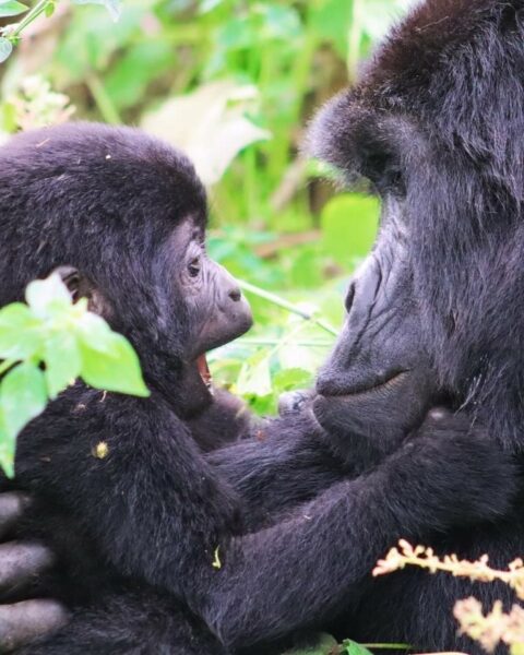 An adult and child gorilla in Uganda.