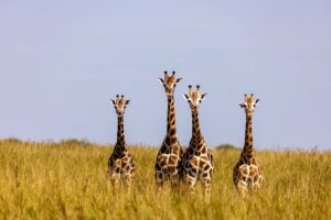 Giraffe in Murchison Falls National Park, Uganda