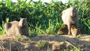 A capybara in the Brazilian Pantanal