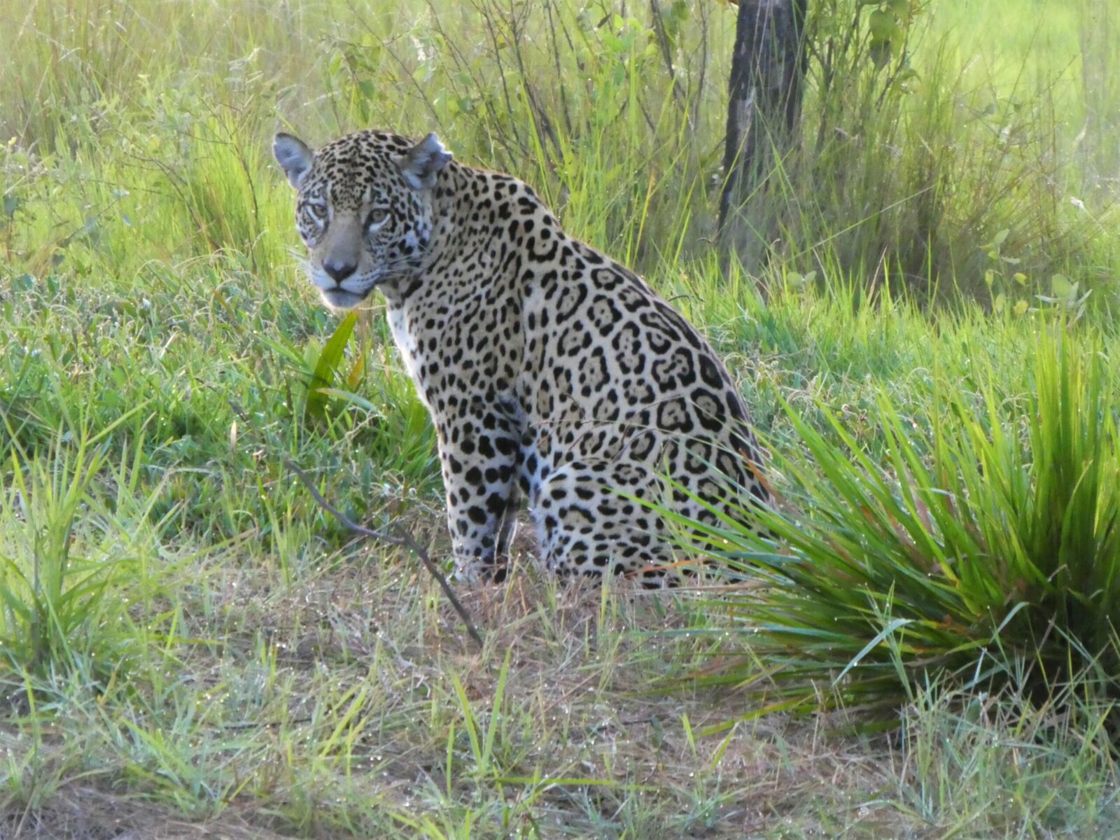 A jaguar in the Brazilian Pantanal
