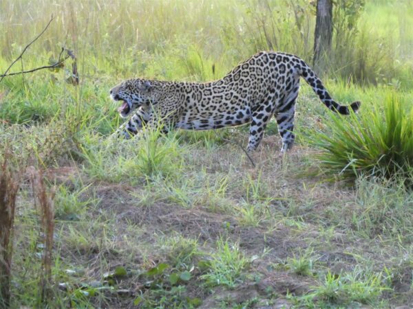 Maiô Artic Green Leopard