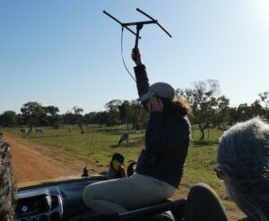 A guide raising an antenna in Brazil's Pantanal