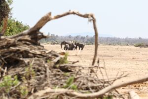Elephants in Ruaha National Park
