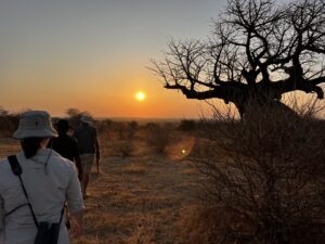 Three people walking at sunset in Ruaha National Park in Tanzania.