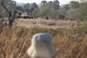 A person watching Buffal in Ruaha National Park in Tanzania