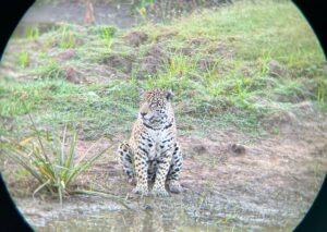 A jaguar in the Brazilian Pantanal