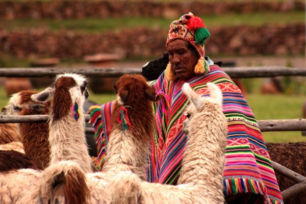 Three alpacas and a Peruvian farmer.