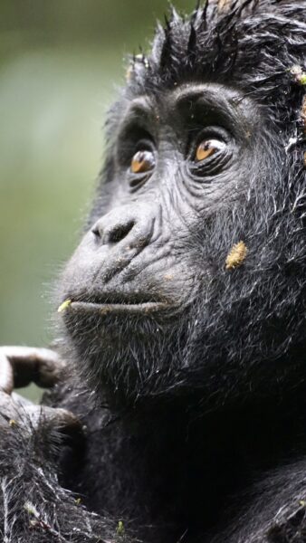 A primate in Uganda