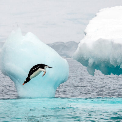 A penguin jumping off of an iceberg into the water.