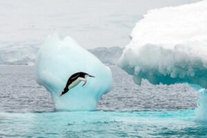 A penguin jumping into the ocean in Antarctica.