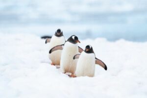 Penguins in Antarctica