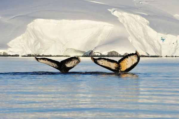 The tails of two whales in Antarctica.