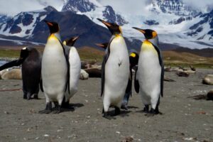 King penguins in South Georgia
