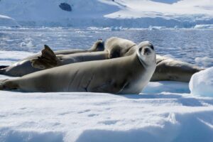 20 Days: A Holiday Celebration in Antarctica