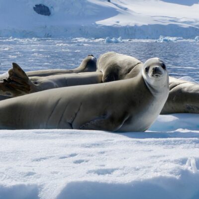 Seals lounging on ice