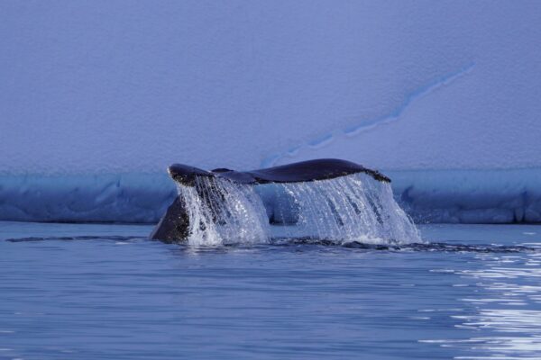 The fluke of a humpback whale in Antarctica.