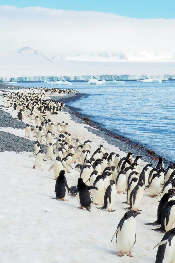 Marching Adelie Penguins in Brown Bluff, Antarctica.