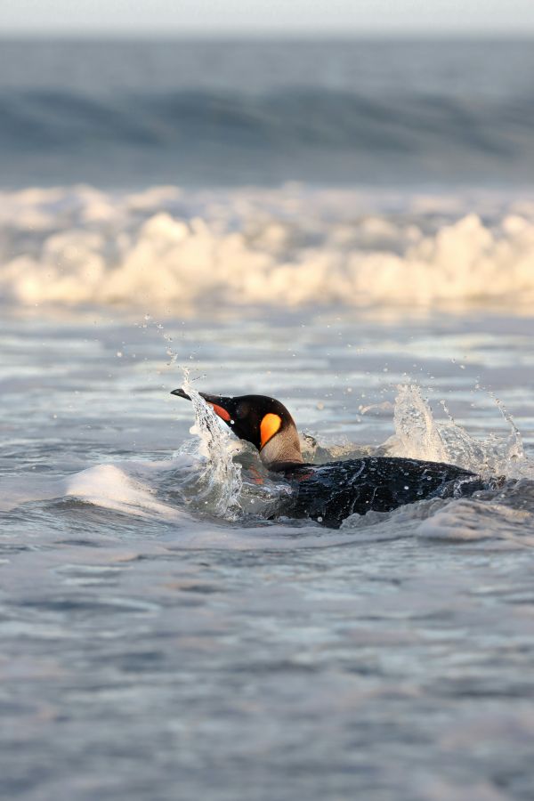 A penguin in the Falkland Islands.