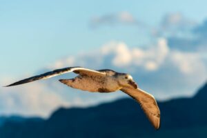 A giant petrel.