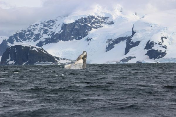 A humpback whale fluke in Antarctica.