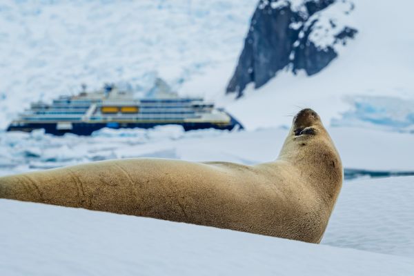 A crabeater seal in Antarctica