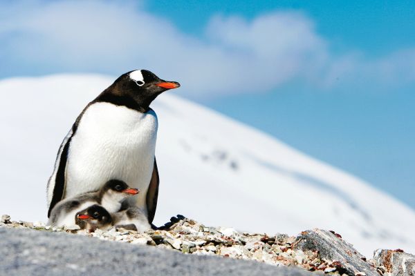 Penguins in Antarctica