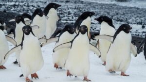 Penguins in Antarctica