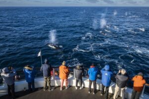 The National Geographic Endurance at sea.