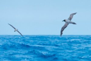 A view while crossing the Drake Passage on the National Geographic Endurance.