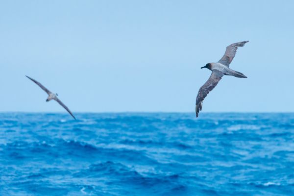 A view while crossing the Drake Passage on the National Geographic Endurance.