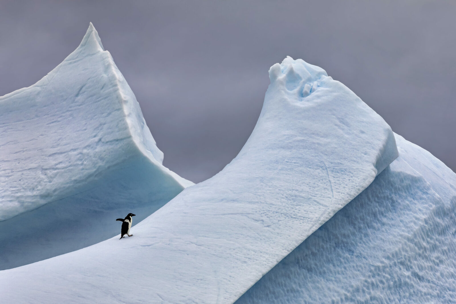 Adélie penguin on Steep iceberg in Antarctica