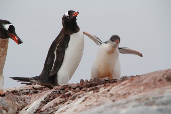 Penguins in Antarctica